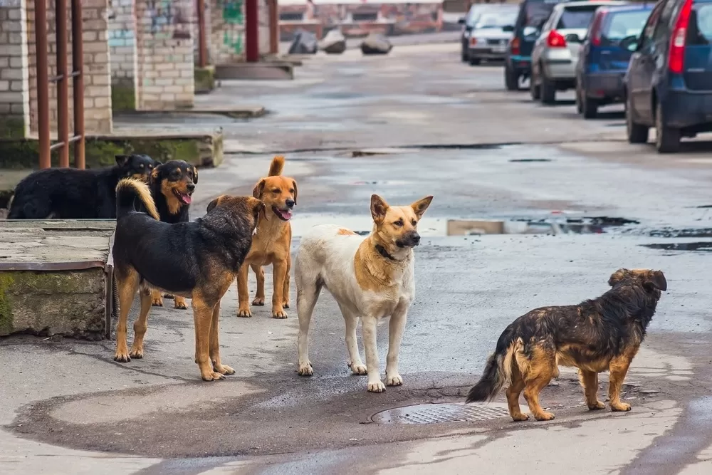 “Animali in città 2023”, in Italia ci sono 2 milioni di cani “fantasma”. Il rapporto di Legambiente è la fotografia di un Paese che non gestisce il randagismo: pochi controlli e programmazione inesistente
