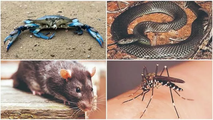 Dal granchio blu al serpente bruno: l’invasione degli animali alieni. In Italia sono oltre tremila e sconvolgono ecosistemi e attività produttive. Danni per 423 miliardi all’anno